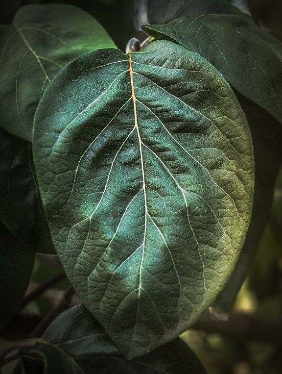 green leaf, quince, big, close-up, vein, detail, herb, plant, leaf, tree