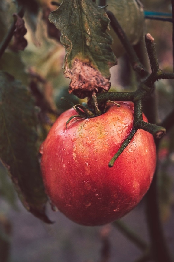 rajče, načervenalé, organický, zemědělství, venkova, vlhkost, dešťová kapka, rosa, mokrý, zdravé