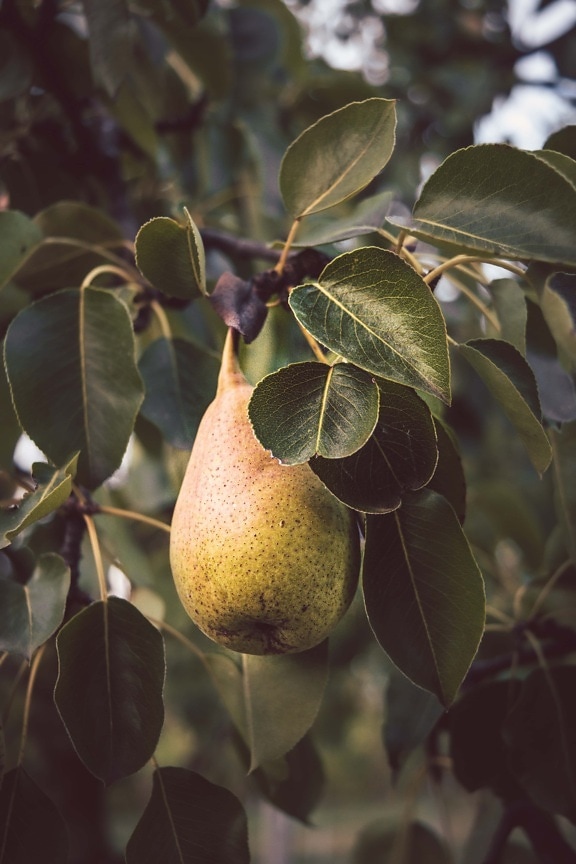 organic, agriculture, pear, fruit tree, sweet, fruit, orchard, leaf, tree, food