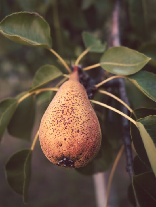 light brown, pear, fruit tree, organic, rural, farming, agriculture, produce, food, nature