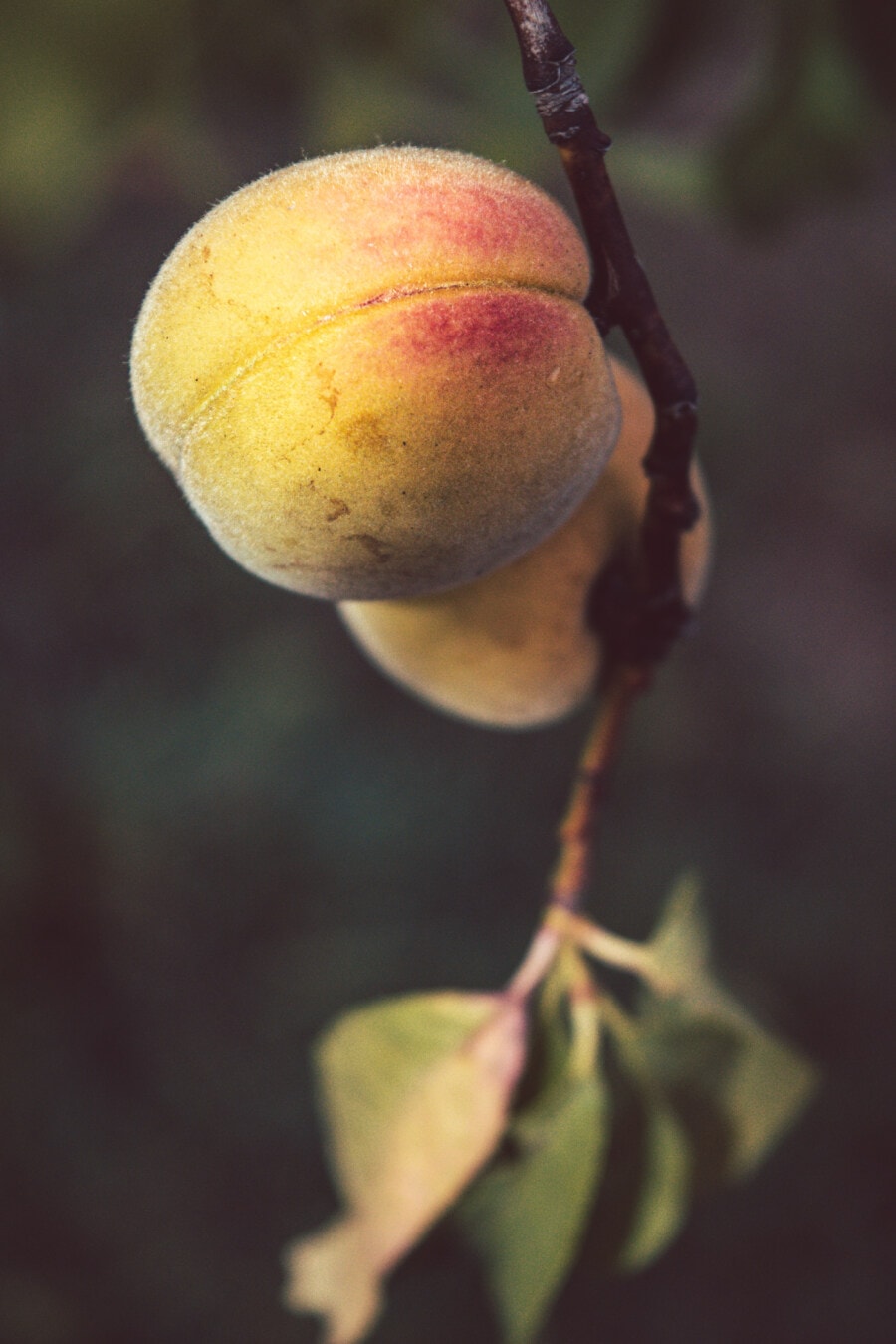 fruit, peach, fruit tree, orchard, close-up, sweet, organic, agriculture, farming, food
