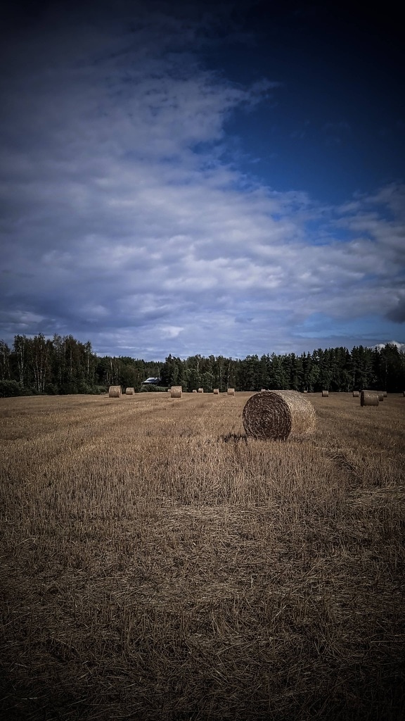 bale, wheatfield, round, haystack, hay, hay field, agriculture, field, food, landscape