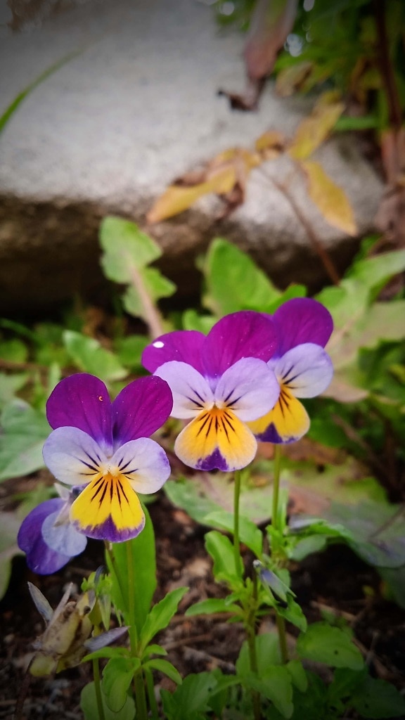 tricolor, wildflower, colorful, flower, spring, plant, flowers, nature, viola, garden
