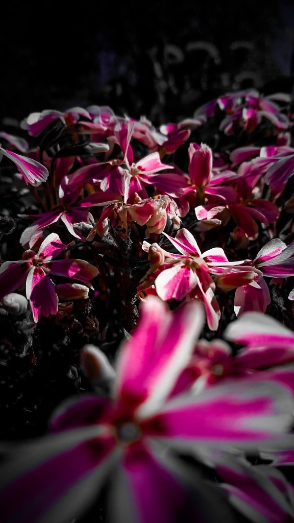 пурпурно, розоватый, цветы, крупным планом, дикий цветок, тень, тьма, природа, цветок, флора