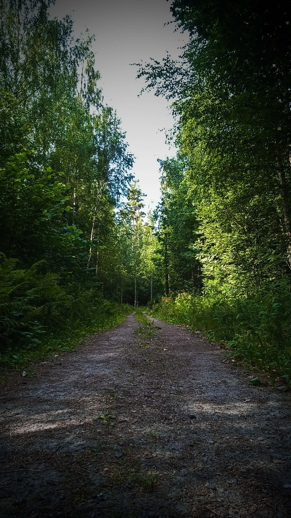 pista forestal, camino forestal, bosque, tiempo de primavera, sombra, sendero, hoja, árbol, naturaleza, madera