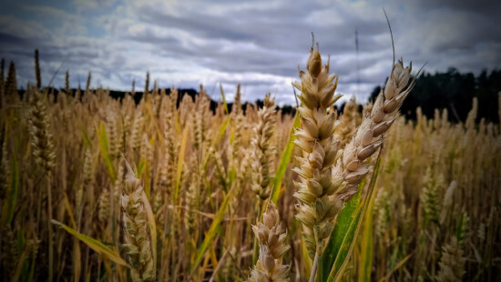 barley, stem, field, agricultural, harvest, agriculture, summer, straw, grain, rural