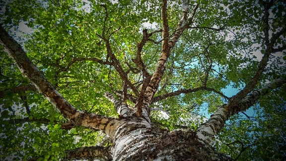 branch, birch, big, tree, wood, leaf, nature, forest, trunk, bark