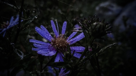 çiy, Nem, yabani çiçek, mor, yaprakları, gece, yağmur damlası, karanlık, görkemli, bitki