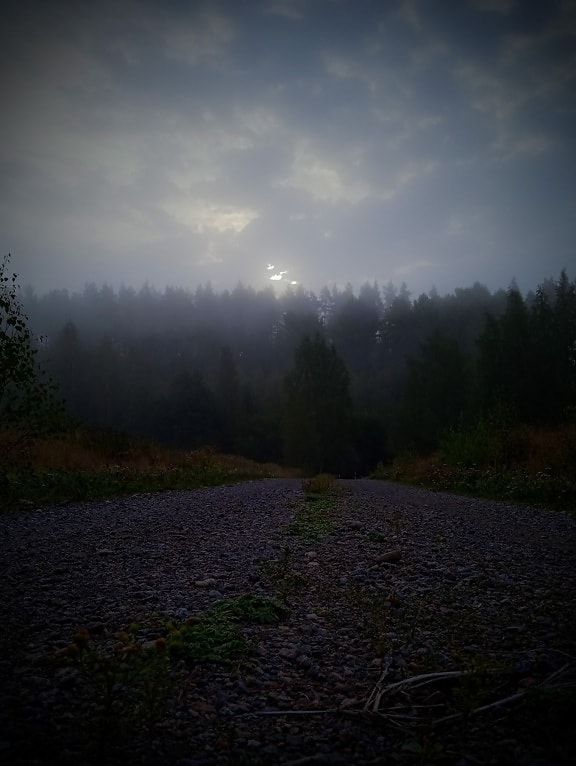 cesta, večer, temnota, mlha, mlha, mraky, tmavě modrá, krajina, strom, dřevo