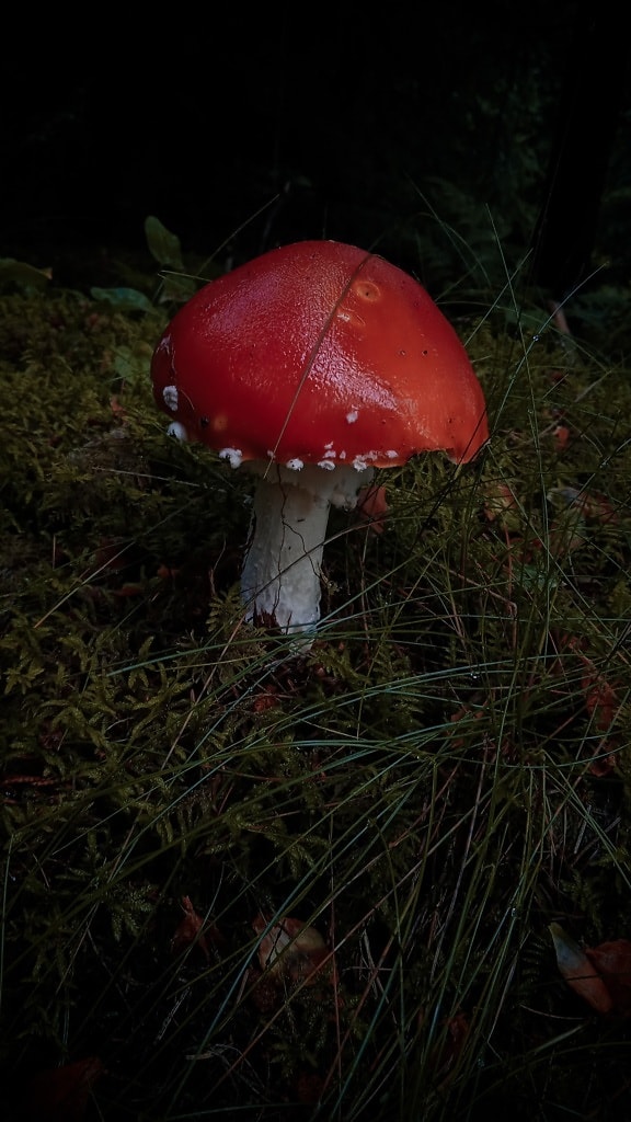 mushroom, dark red, stem, white, poison, fungus, organism, color, nature, grass