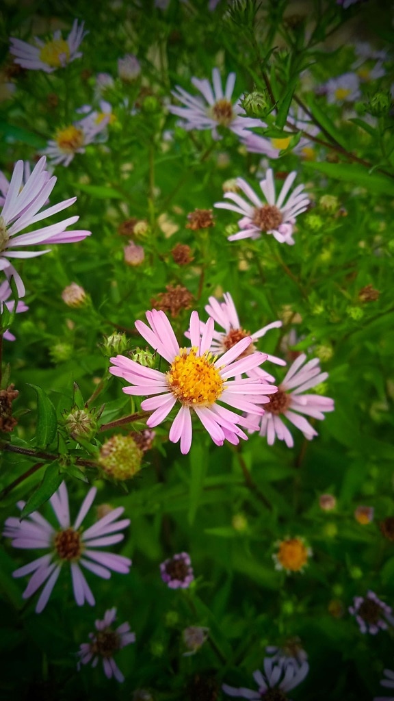 粉红色, 野花, 草, 植物区系, 夏天, 性质, 花园, 花, 花瓣, 叶