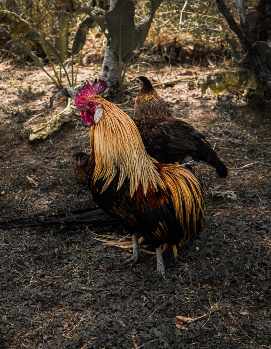 Free picture: rooster, chicken, hen, animals, bird family, rural,  agriculture, animal, farm, poultry