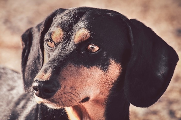 purebred, head, portrait, dog, adorable, eyes, black, canine, hound, cute