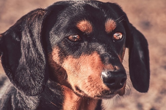 dachshund, head, portrait, purebred, dog, nose, eyes, pet, animal, cute
