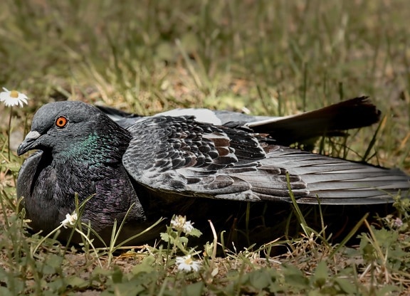 pigeon, laying, grassland, stretching, bird, wings, wild, beak, nature, wildlife