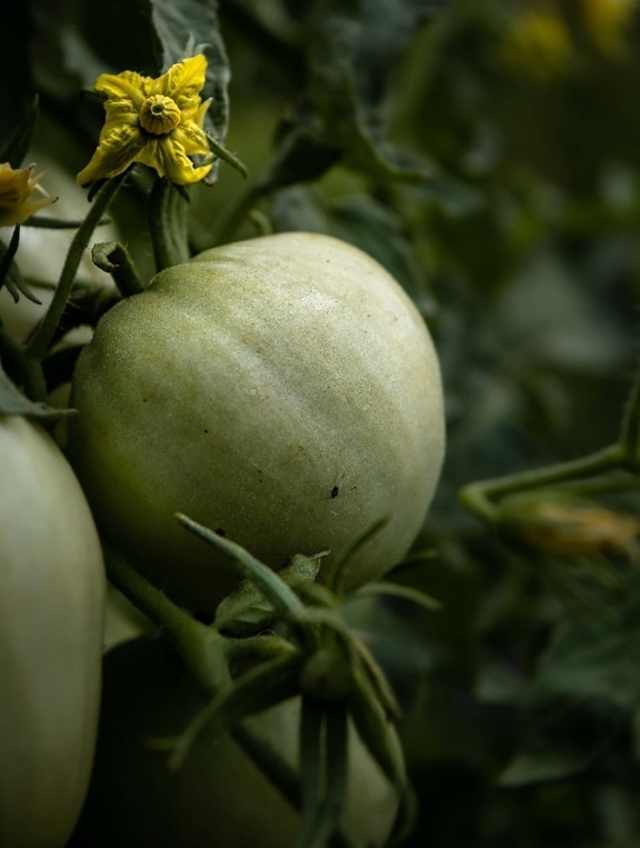 green, tomatoes, vegetables, organic, agriculture, garden, greenish yellow, flowers, leaf, nature
