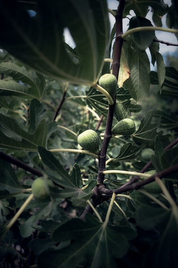 green leaves, branches, fig fruit, fruit tree, exotic, shrub, plant, leaf, tree, food