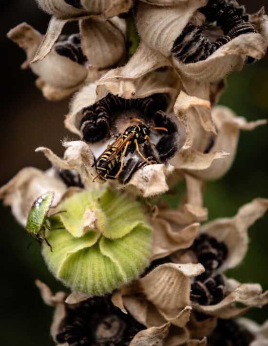 yaban arısı, böcek, Yeşil, böceği, tohum, çiçek, yakın, doğa, polen, ot