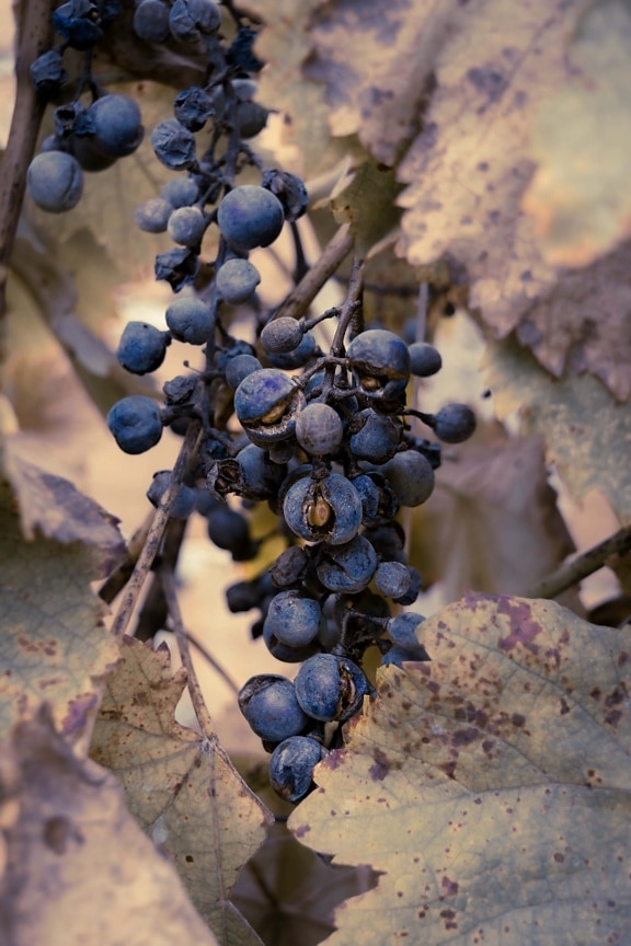 grapevine, dry season, blue, fruit, grapes, agriculture, rural, nature, winery, grape