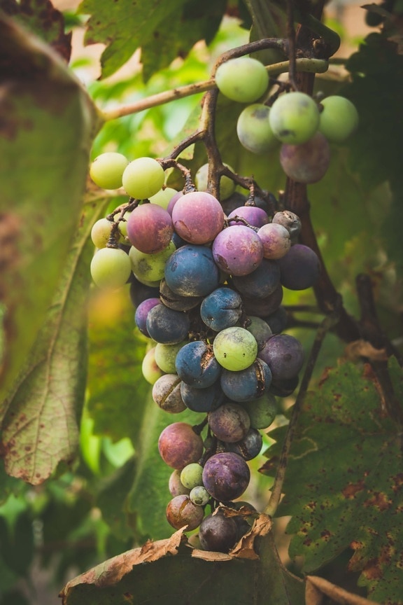 grapevine, druer, frukt treet, frukt, klynge, fargerike, landlig, landbruk, vingården, innhøsting
