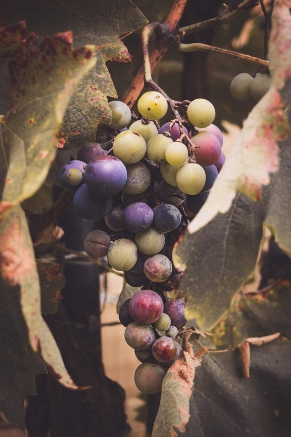 les raisins, Grapevine, vignoble, viticulture, suspendu, fruits, Agriculture, vin, vigne, raisin