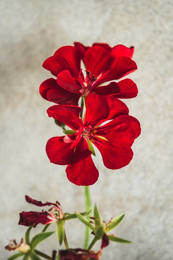dark red, geranium, flowerpot, flower, horticulture, petal, flora, plant, herb, summer