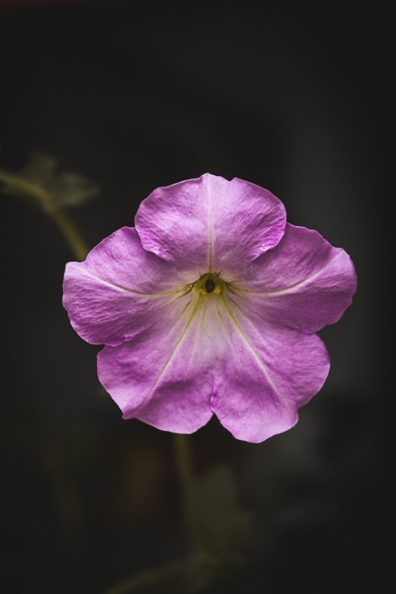 佩妮, 紫色, 柔和, 花, 花园, 提琴, 开花, 粉色, 植物区系, 性质