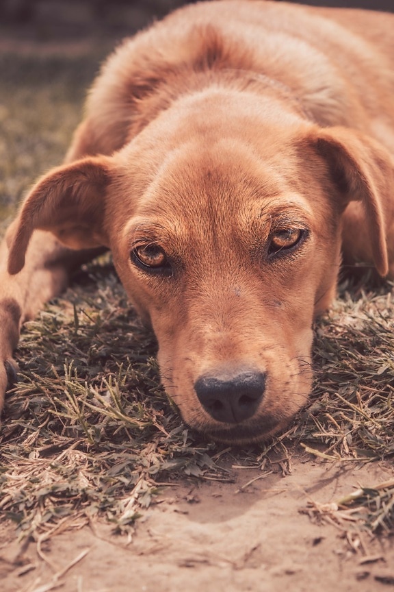 amarillo anaranjado, perro, ojos, cabeza, contacto directo, de relajación, acostada, cachorro, canino, mascota
