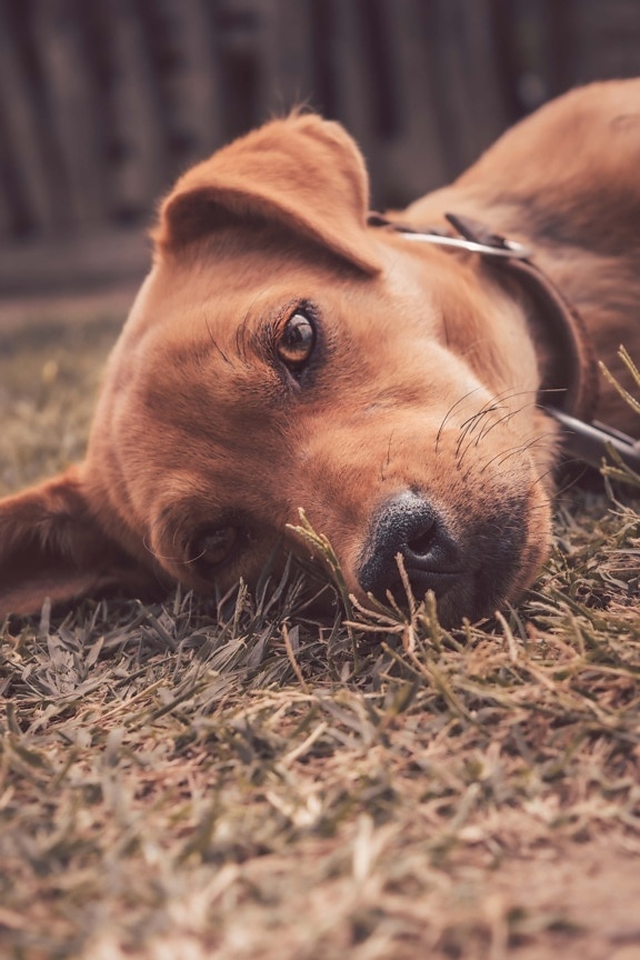 dog, light brown, laying, pet, relaxing, hunting dog, canine, cute, animal, grass