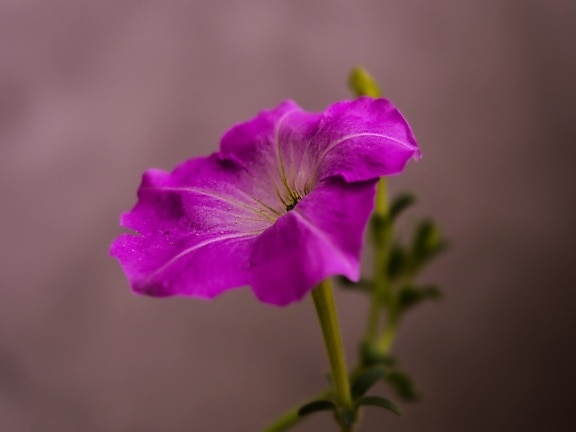 Petunia curgătoare, roz, purpuriu, floare, până aproape, singur, natura, floare, gradina, flori