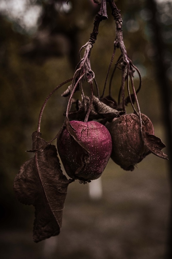 hanging, apples, dry season, apple tree, orchard, organic, agriculture, fruit, nature, apple