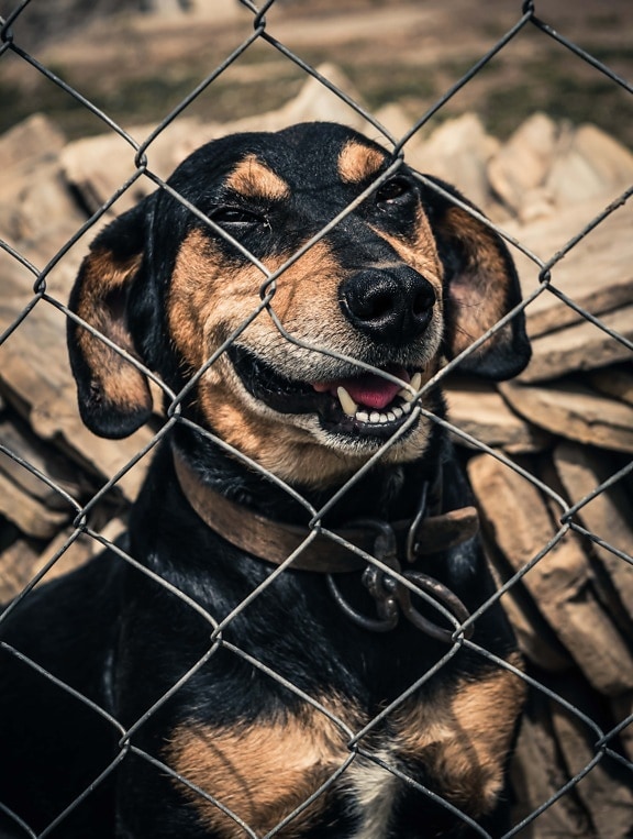 adorable, black, dog, fence, head, tongue, nose, teeth, close-up, cute