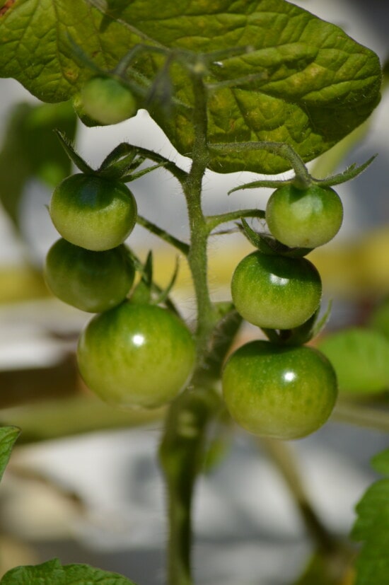 Грийн, неузрели, зелени листа, домати, миниатюрни, домат, малки, органични, селско стопанство, природата