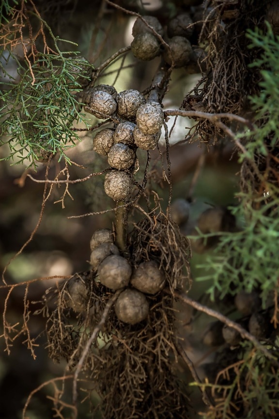 white spruce, branches, seed, tree, nature, leaf, outdoors, hanging, branch, upclose