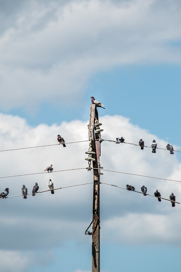 pigeon, birds, pylon, transmission, wires, electricity, bird, energy, voltage, cable