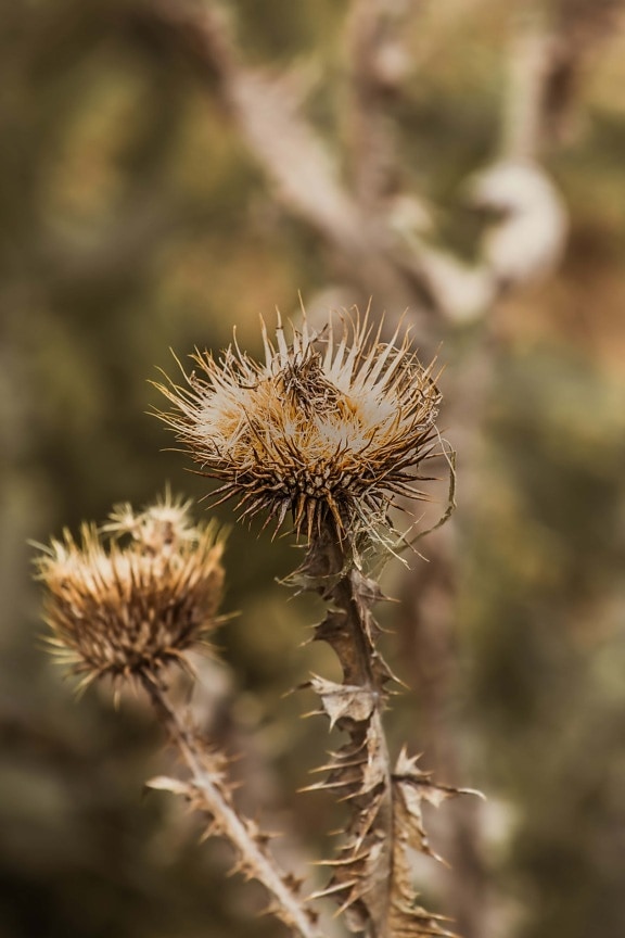 dry, herb, spike, weed, close-up, seed, thorn, outdoors, plant, sharp