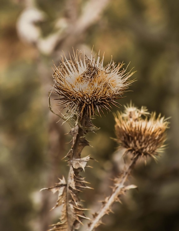 weed, dry season, sharp, close-up, dry, outdoors, nature, plant, flora, summer