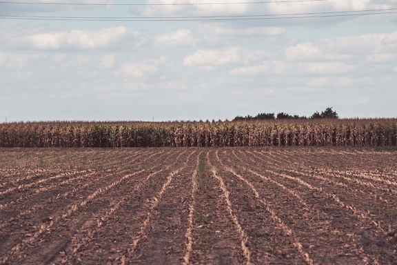 estación seca, temporada de verano, maíz, campo de maíz, Harvest, agricultura, rural, suelo, campo, paisaje