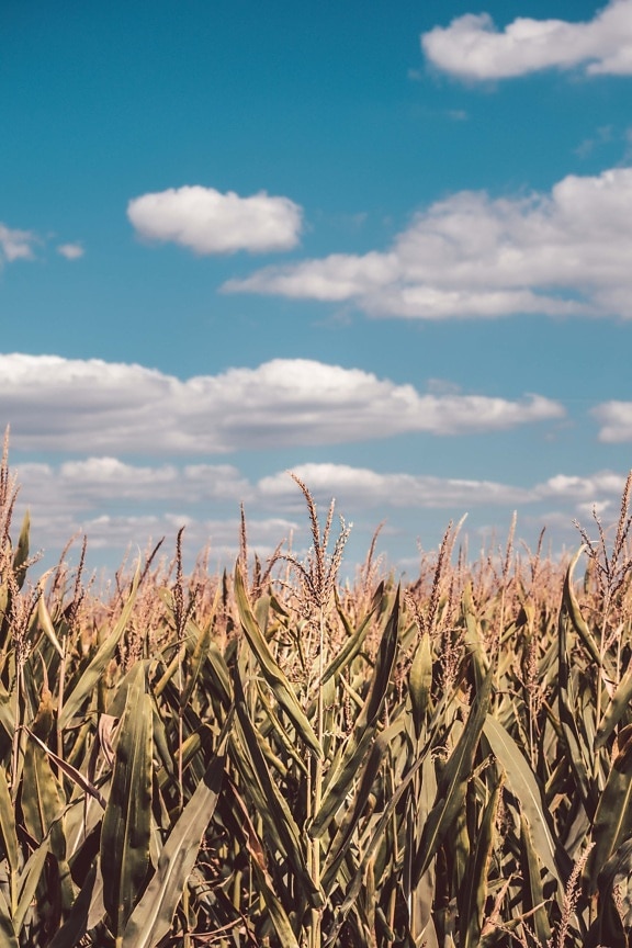 cornfield, corn, agricultural, field, agriculture, farmland, farming, farm, rural, cereal