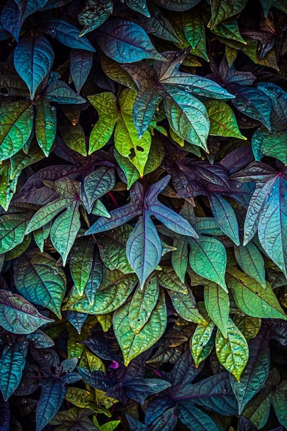 fluorescent, colorful, leaves, dark green, yellow green, reflection, shadow, flare, plant, shrub