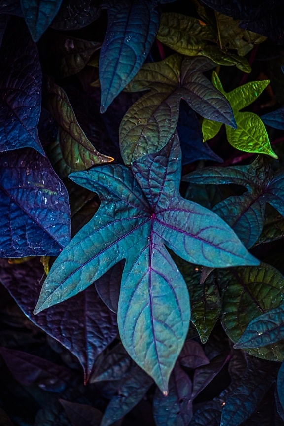 mørk grøn, blad, luminescence, fluorescerende, flare, plante, tekstur, mønster, busk, farve