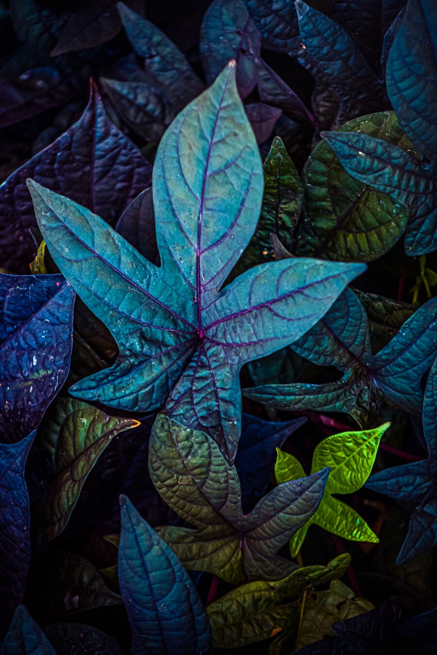 fluorescente, hojas verdes, hojas, colorido, sombra, Oscuro, patrón de, textura, hoja, arbusto