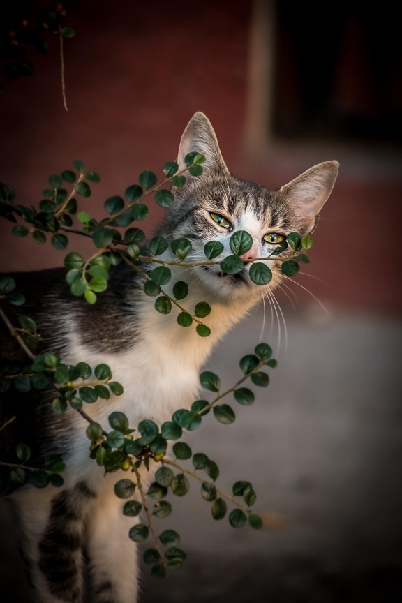adorable, young, playful, domestic cat, branchlet, bushes, kitty, animal, whiskers, cute