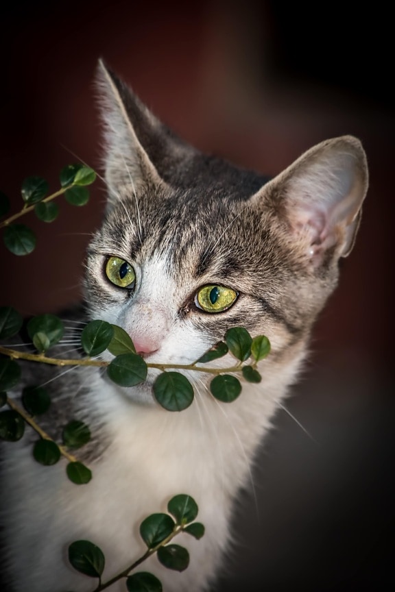 grønn-gul, øyne, kattunge, jakt, nysgjerrighet, kjæledyr, dyr, innenlandske, feline, innenlands cat
