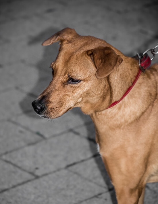 head, light brown, dog, close-up, side view, canine, cute, animal, pet, hunting dog