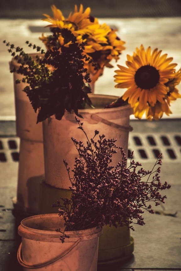 model tahun, plastik, ember, masih hidup, bunga matahari, bunga, kering, vas, Jar, alam