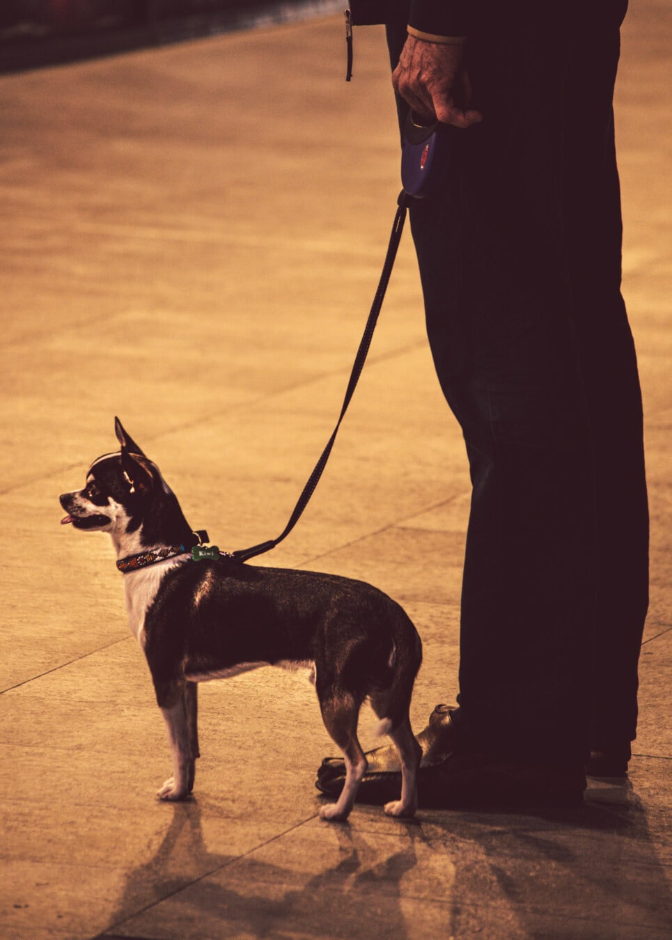 man, standing, pet, leash, walking, dog, animal, shadow, canine, street
