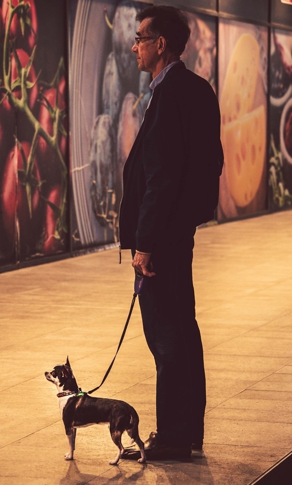 homem de negócios, animal de estimação, caminhando, cão, área urbana, retrato, homem, arte, moda, canino