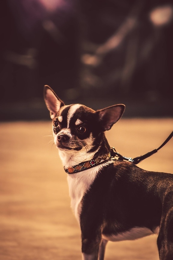 perro, Pinscher, adorable, miniatura, cabeza, contacto directo, de pura raza, cachorro, lindo, mascota