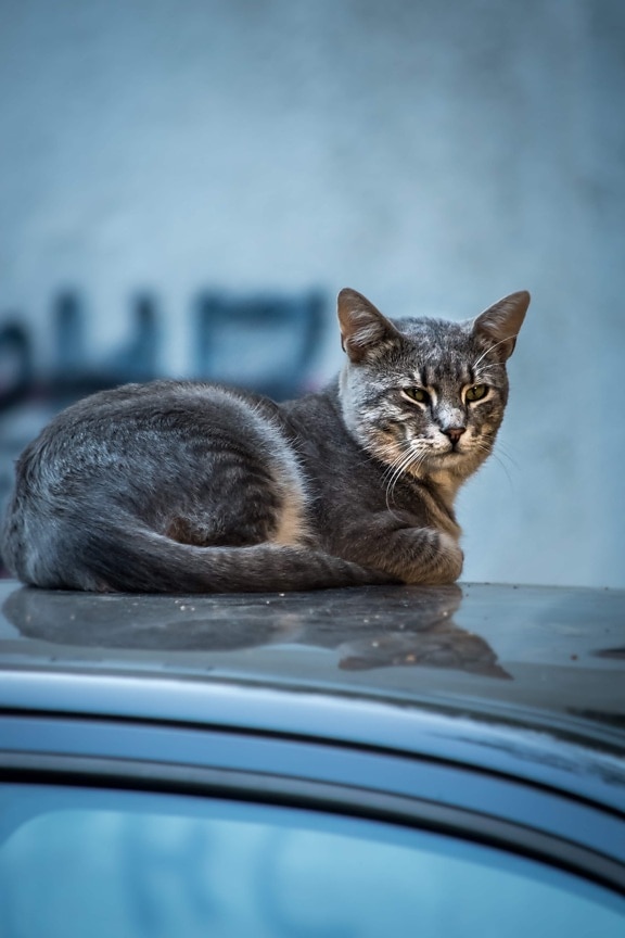 innenlands cat, stripet katt, grå, legging på, bil, kattunge, kjæledyr, søt, katten, øye